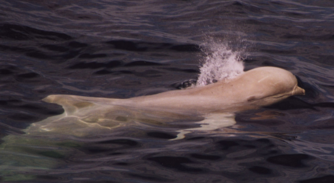 Albino Pilot Whale