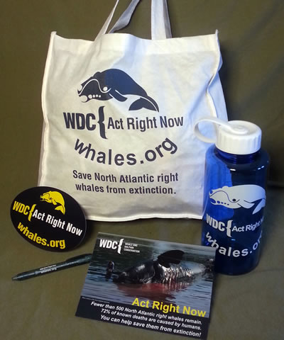 Help right whales with our campaign pack