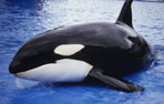 sea world orca