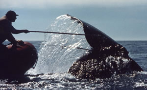 Whale disentanglement