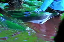 dolphin hunt