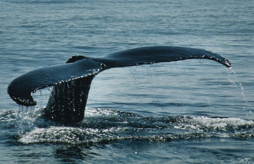 Humpback whale