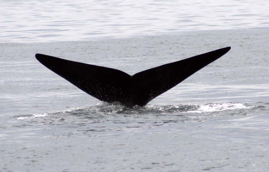 Right Whale Fluke