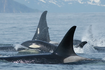 orca