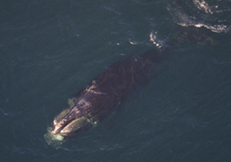 rayne right whale