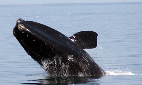 year end recap, whale conservation victories