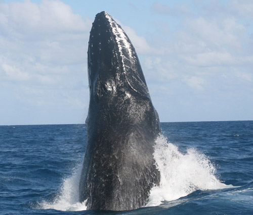 MPA, marine protected areas, protect species, protect species