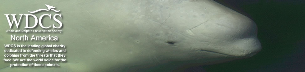Beluga whale