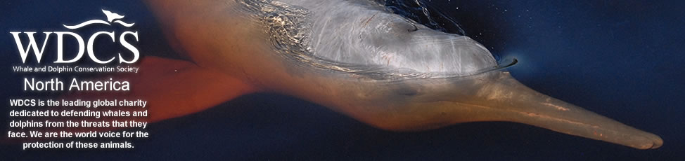 River dolphin