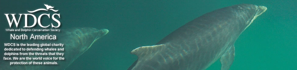 Bottlenose dolphin