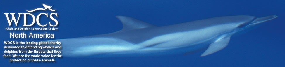 Common dolphin