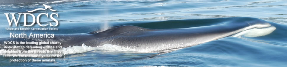 Fin whale