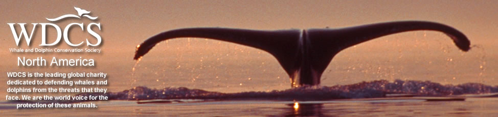Humpback whale