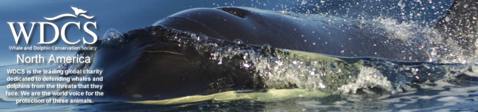 Orca