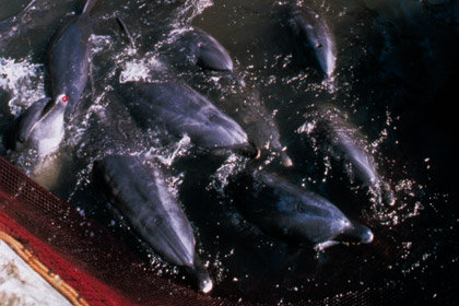 Trapped dolphins in Futo, Japan. (c) Elsa Nature Conservancy