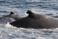 humpback  WDCS