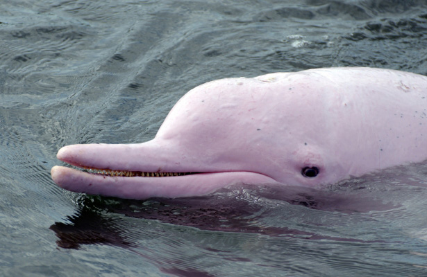 Chinese-white-dolphin