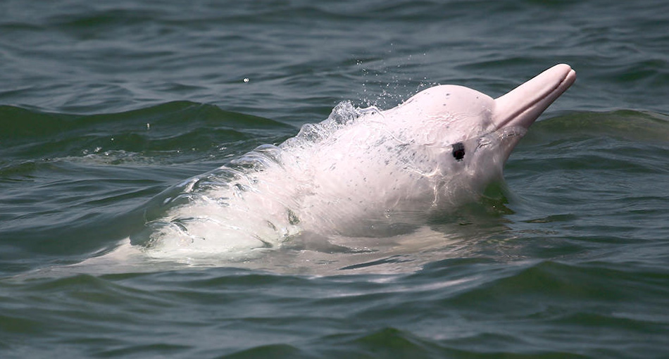 Dolphin-pink