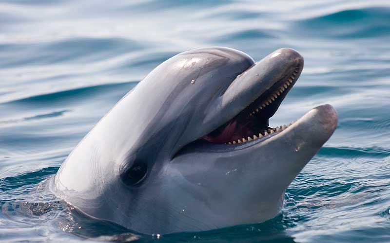 Dolphin-sea