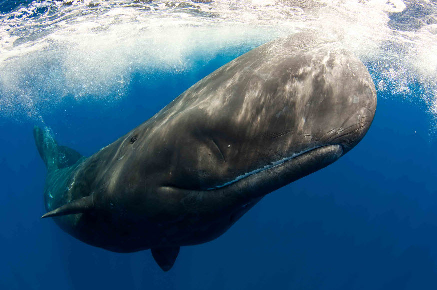 Sperm-whale-image