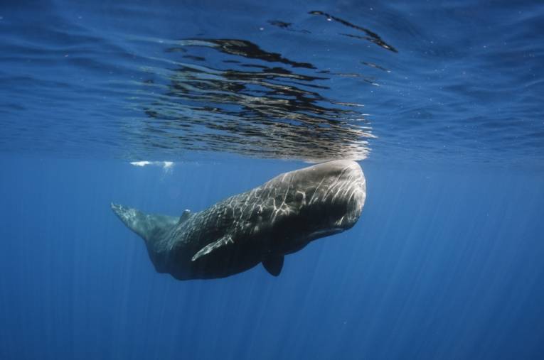 Sperm-whale