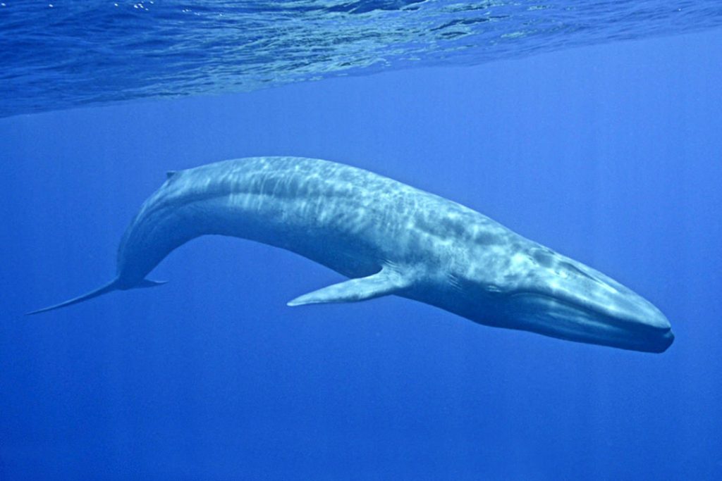 blue-whale-sea