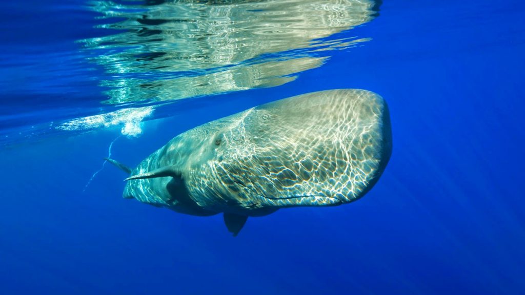 whale-sea-water