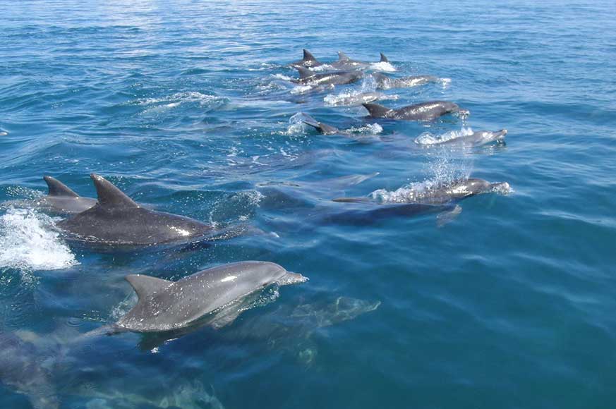 Dolphin-image