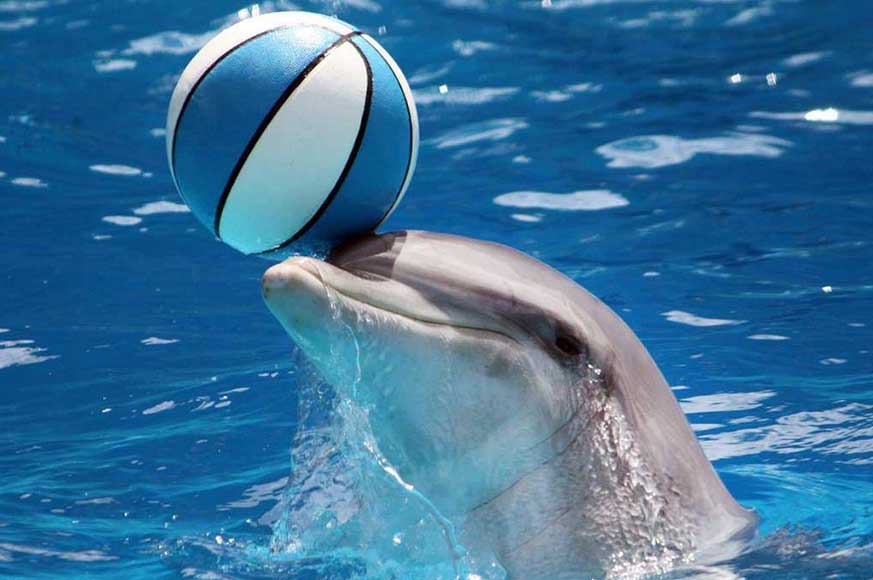 Dolphin-pic