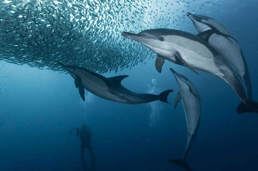 DolphinFood