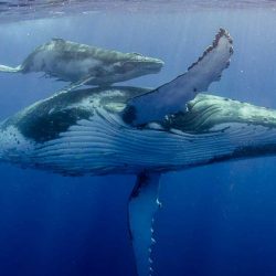 Whale-Conservation