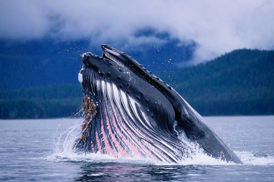 Whale-food
