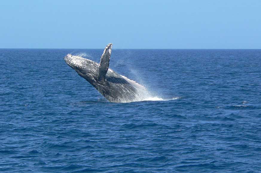 WhaleConservation