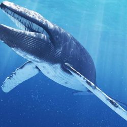 Whale-life
