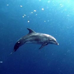 Dolphins-are-no-fish