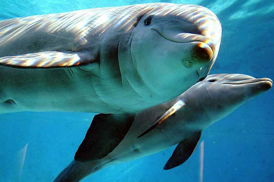 Dolphins-not-fish