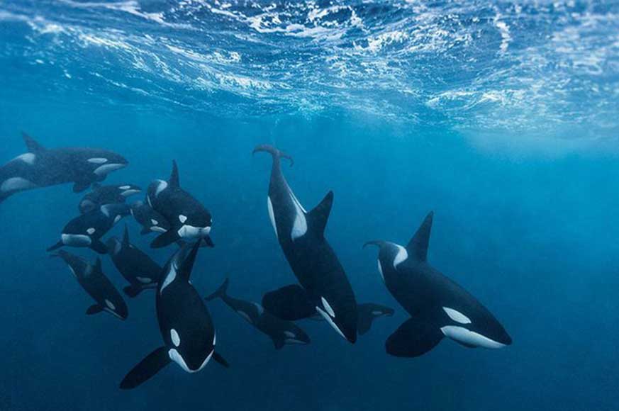 Killer-Whale