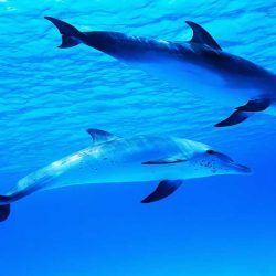 Mainland-dolphin