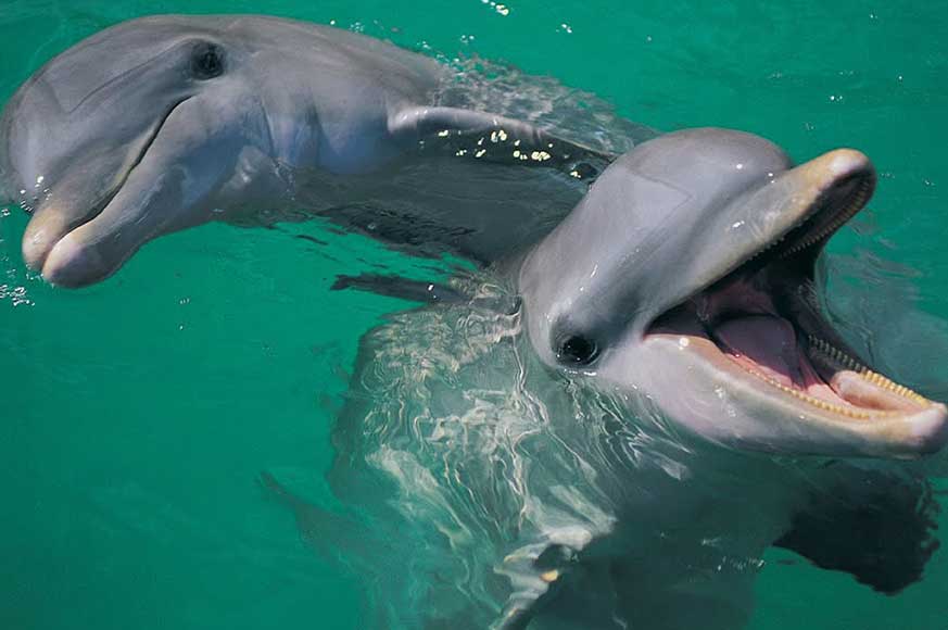 Mainland-dolphin-photo