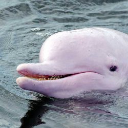 Pink-dolphin