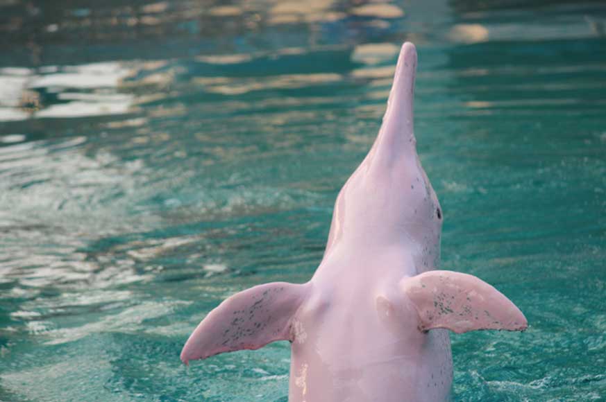 Pink-dolphin-image