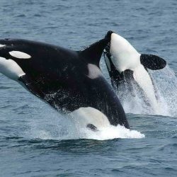 Taro-Killer-Whale
