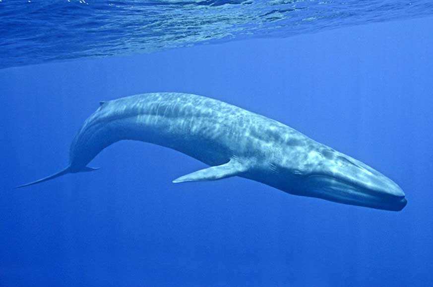 types-of-whales