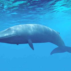 types-whales